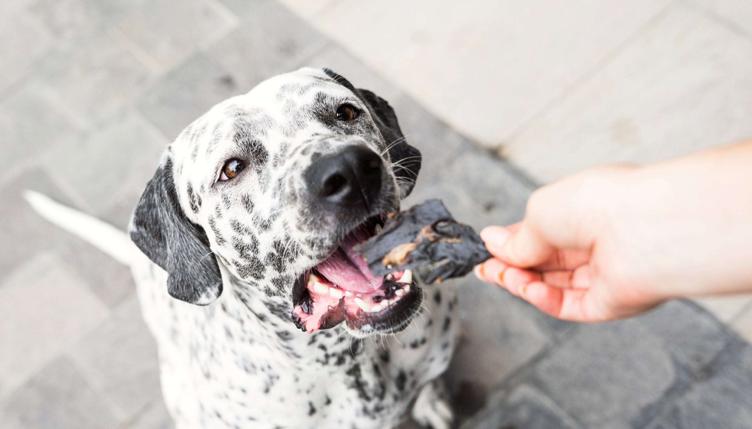 debo darle orejas de cerdo a mi perro