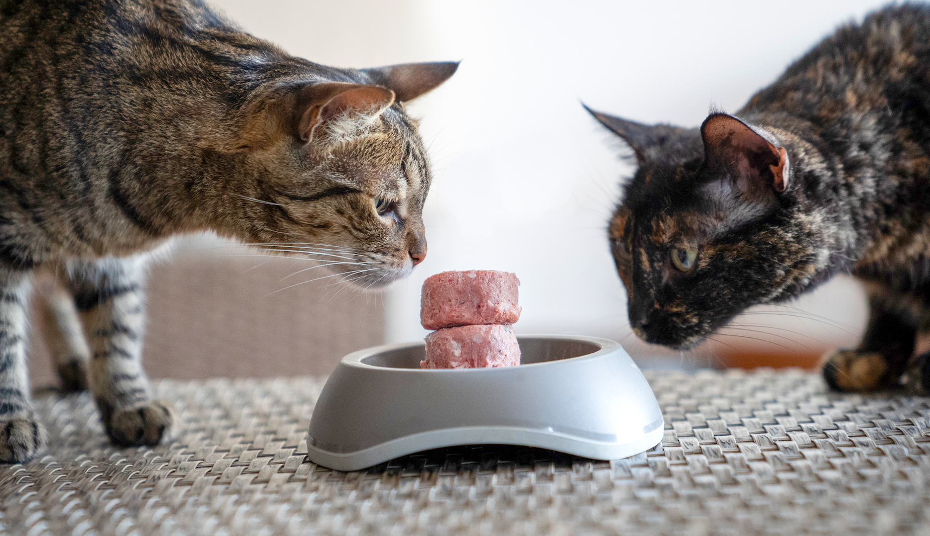 ¡Todo lo que necesitas para empezar con Barker Cat!