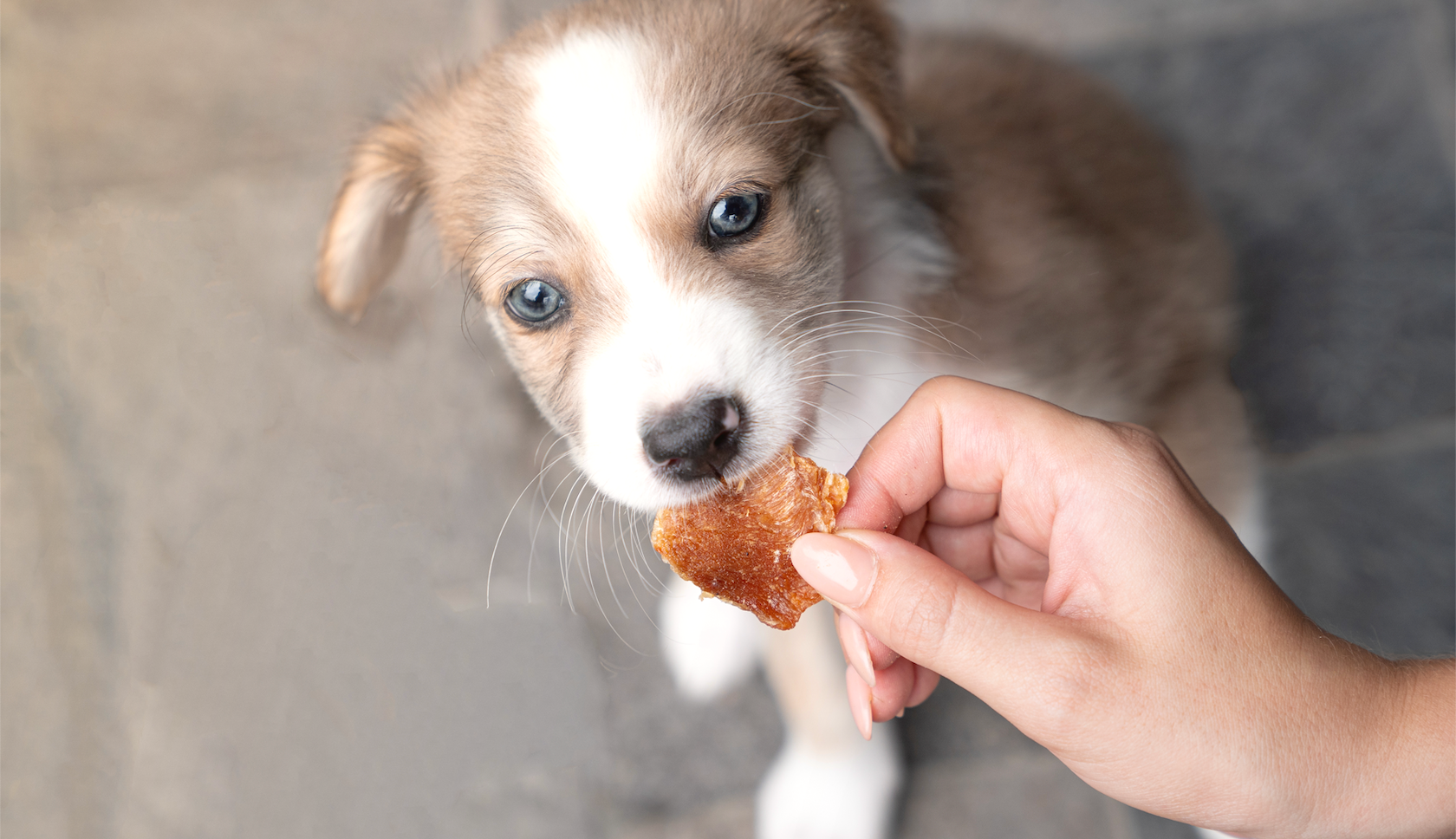 Entrena a tu Cachorro con Snacks Naturales