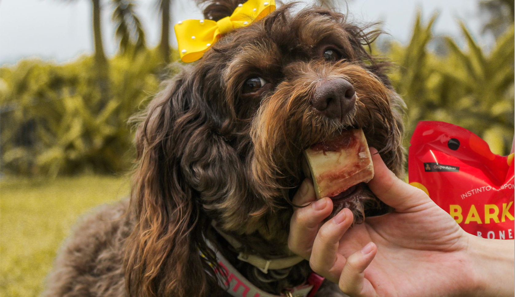 ¡Todo sobre Barker Bones!