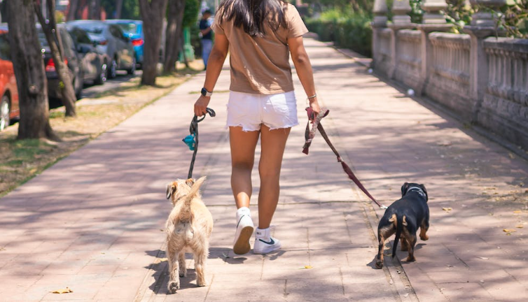 5 pasos para un buen paseo