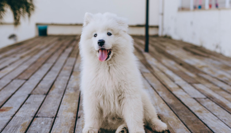 ¿Cómo enseñarle a tu perro a sentarse?