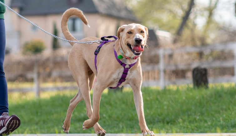 ¿Tu perro tira de su correa cuando salen a pasear?