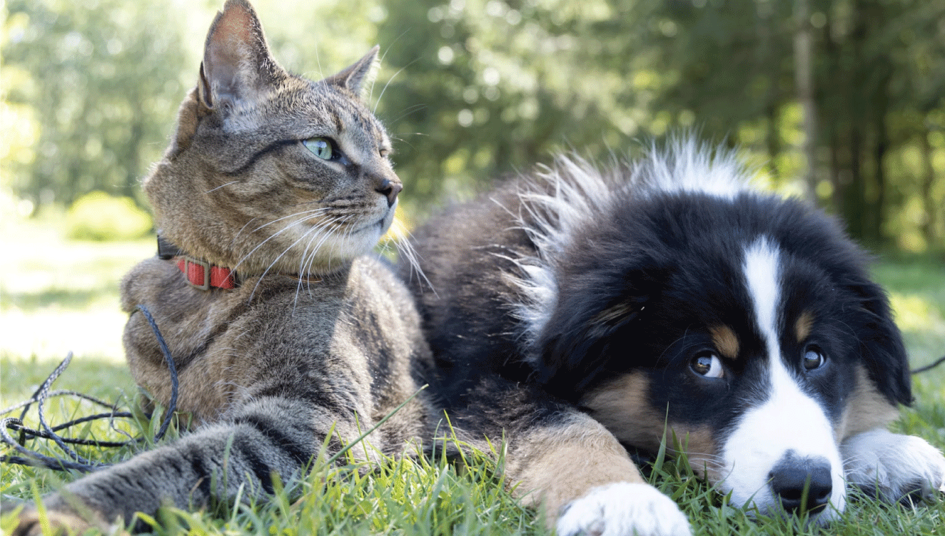 ¿SABES SI TU MASCOTA TIENE ALERGIA?