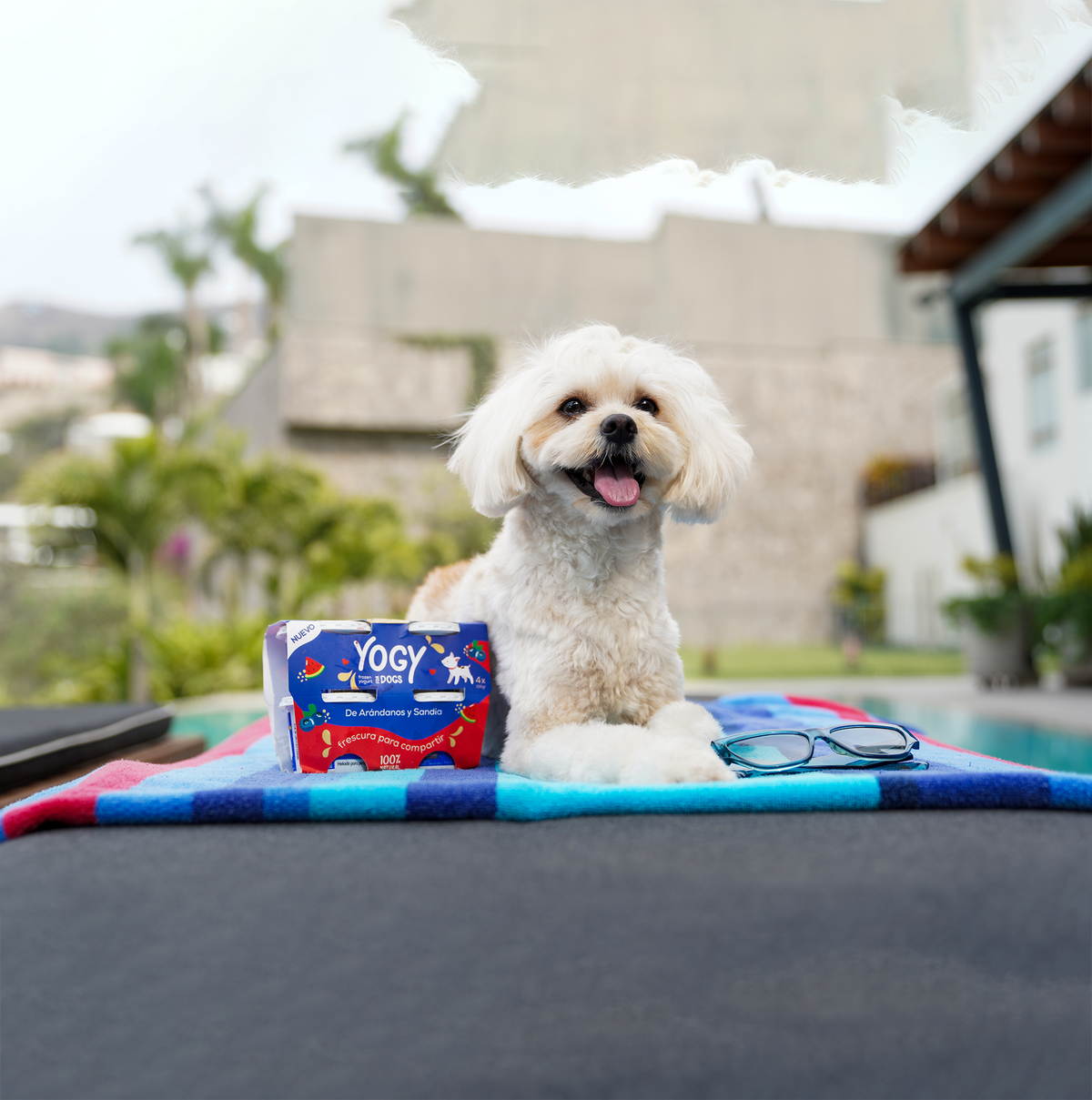 4Pack Yogy Arándanos y Sandía