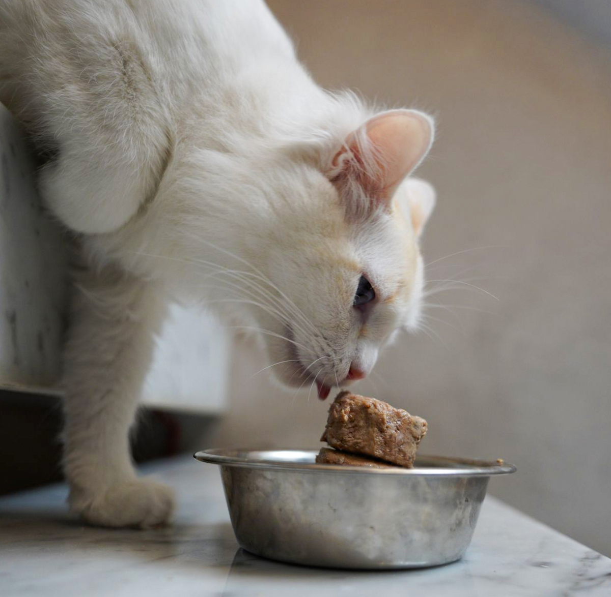 Alimentación Natural - Barker Cat Pollo