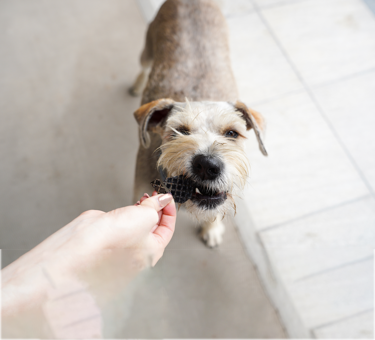 Barker Bites Hígado de Res