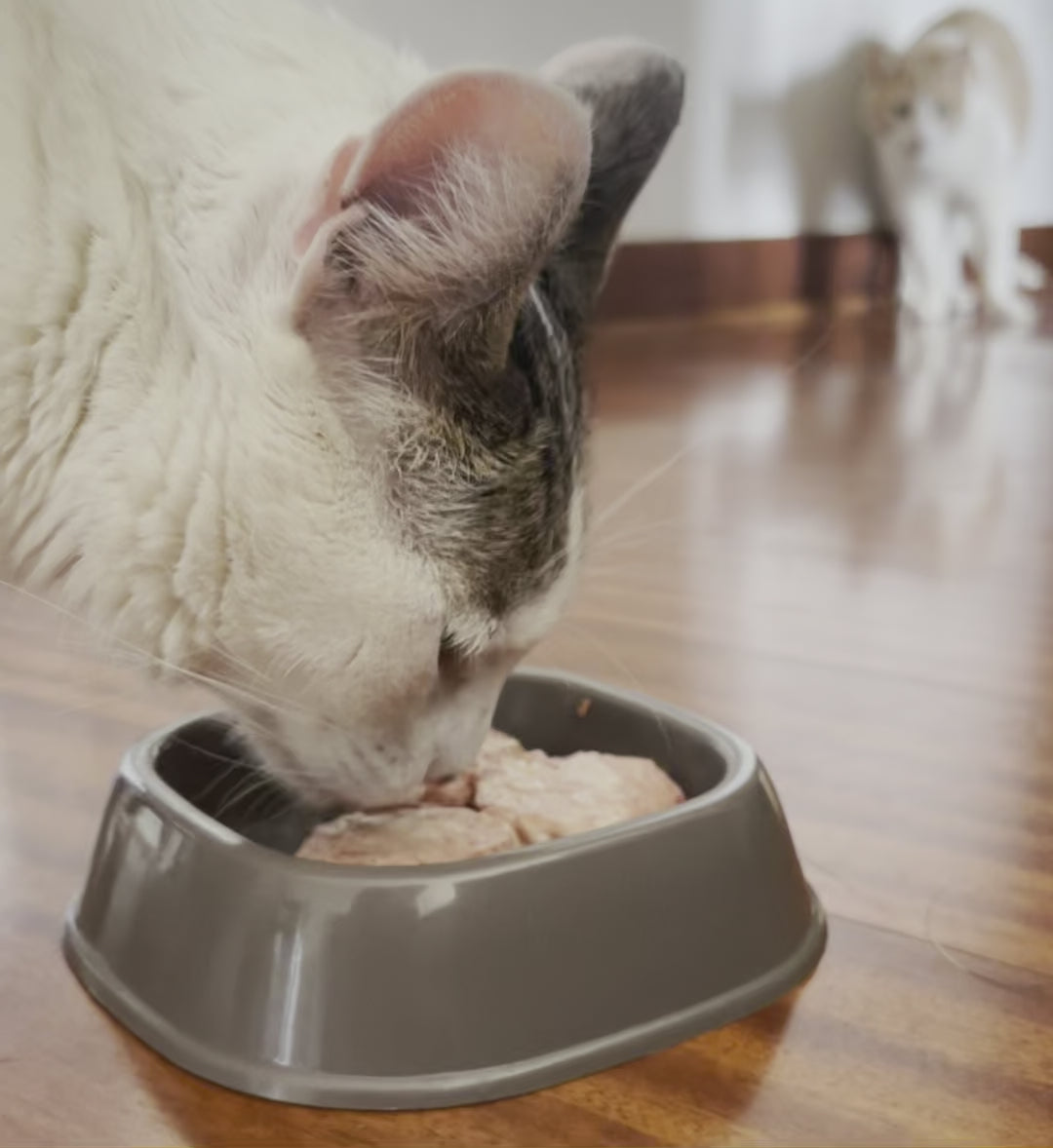 2 bolsas Barker Cat Pollo 500gr