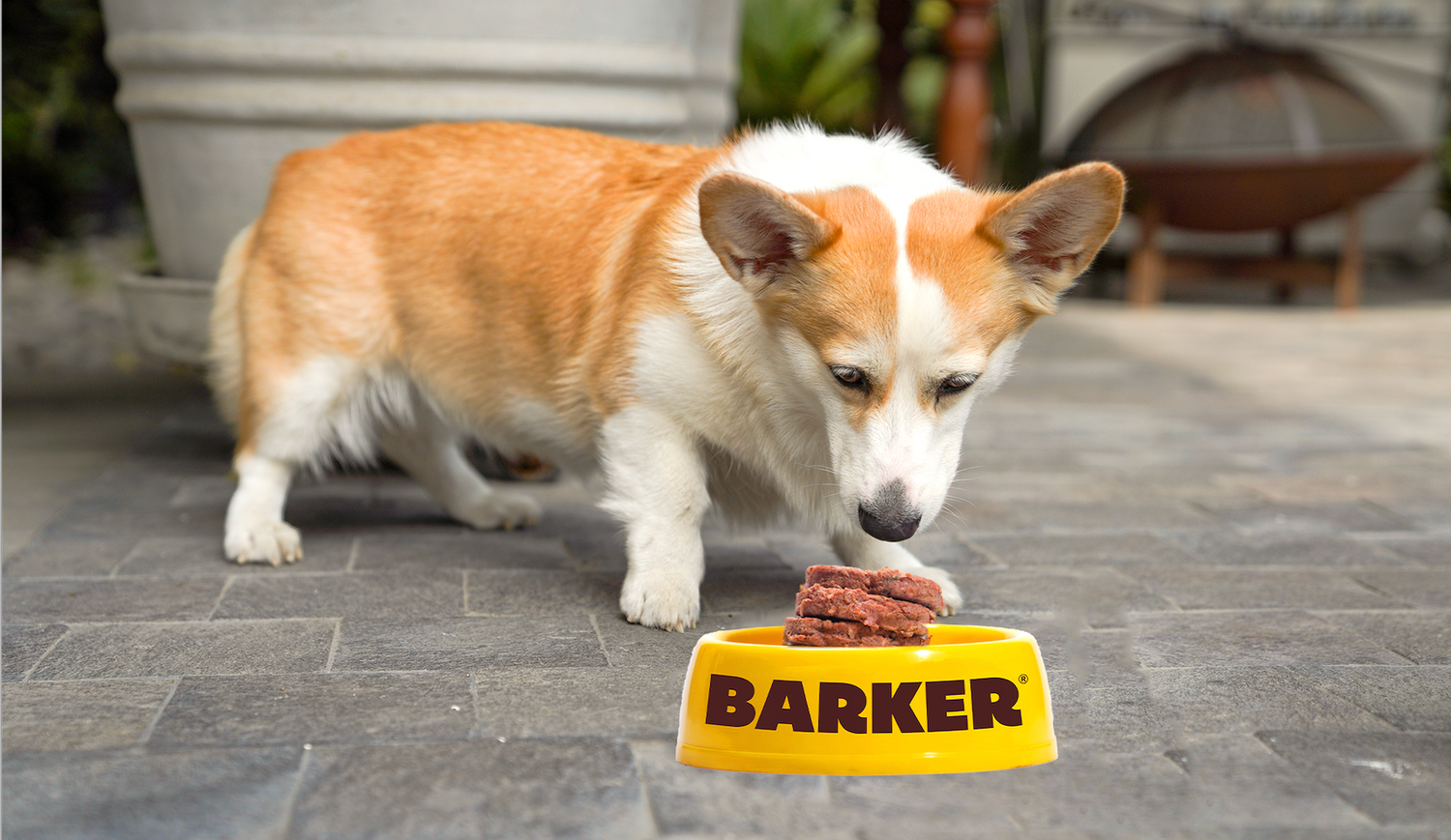 ¡Todo lo que necesitas para empezar con Barker Dog!