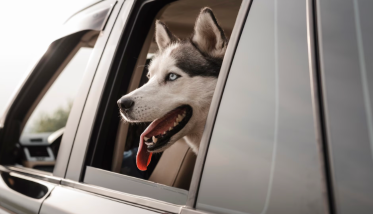 Guía completa para viajar en carro con tu perro
