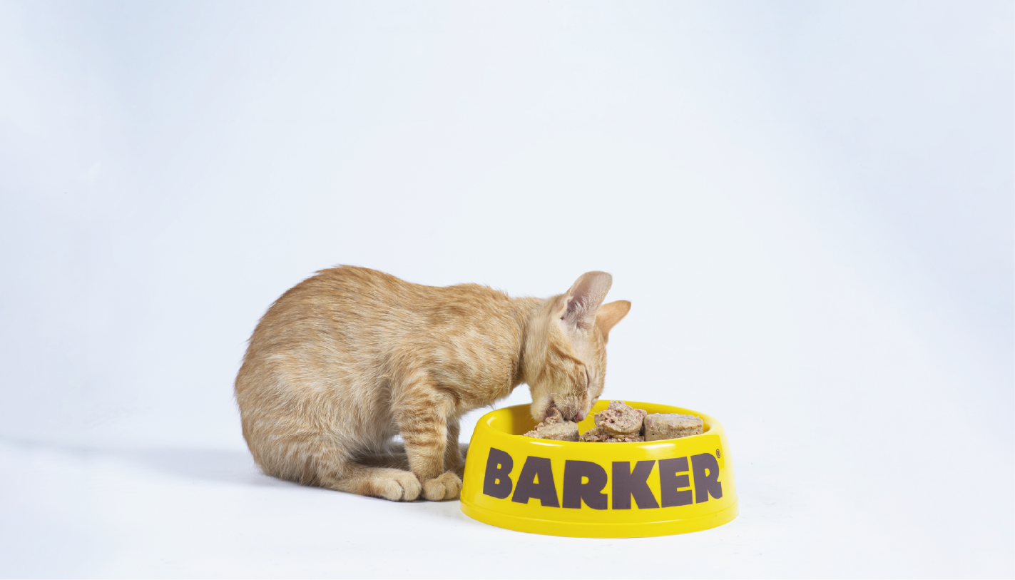 ¿Sabías que con Barker Cat tu gatito obtiene hidratación directa?