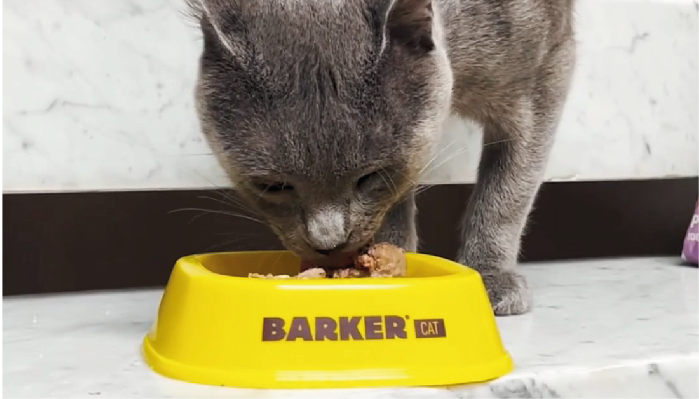 Barker Cat vs. Alimento en lata ¿Tú cuál eliges?