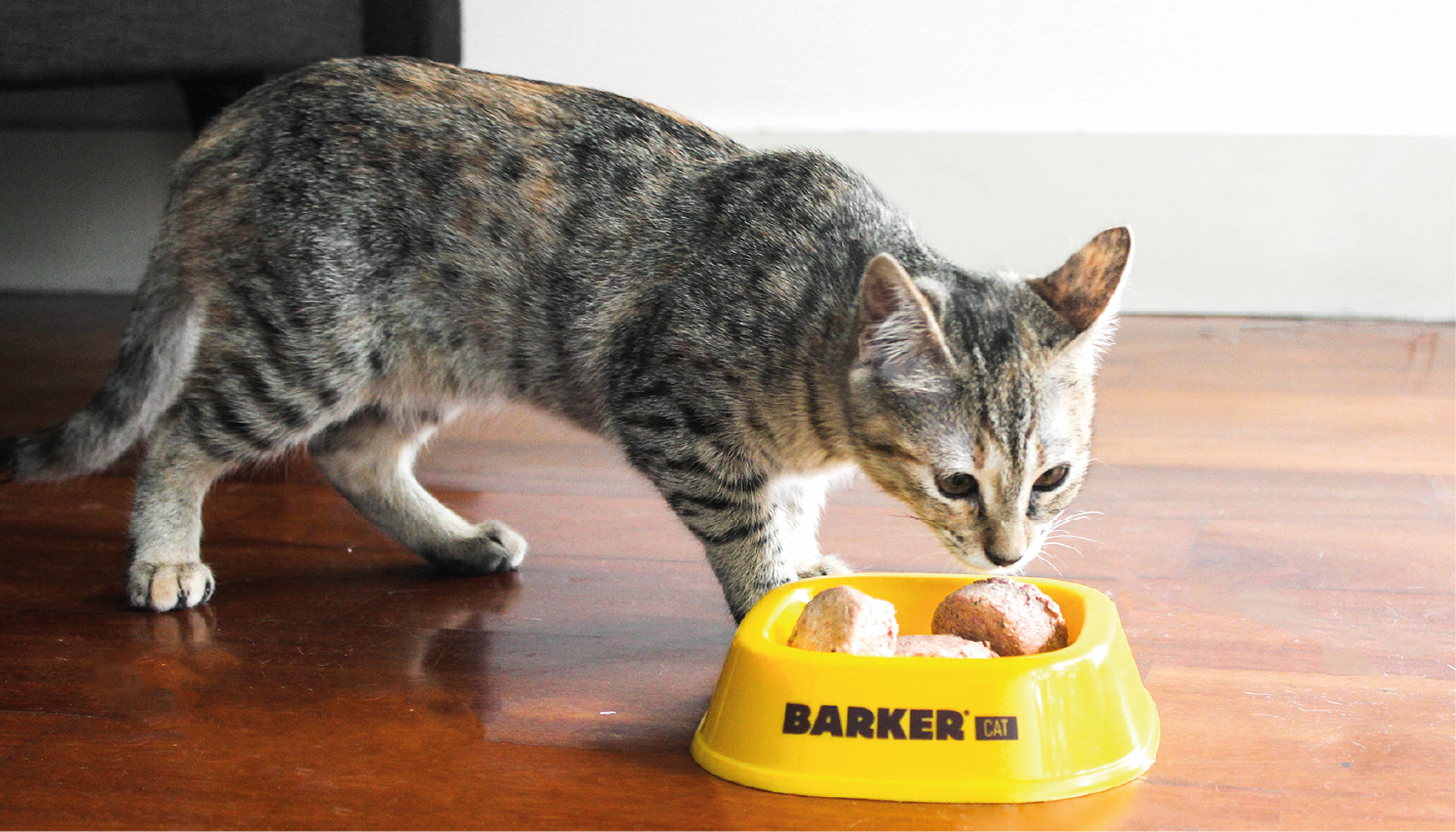 ¿Cómo servir Barker Cat a mi Gato?