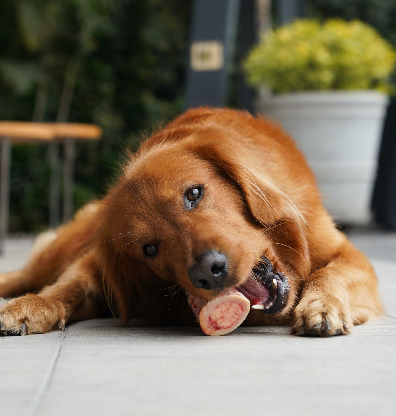 Pack Antiestrés Perros Medianos