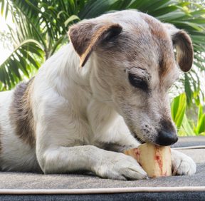 Pack Antiestrés Perros Pequeños