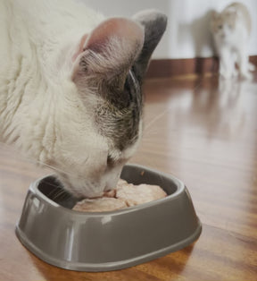 Pack Barkero: Cat