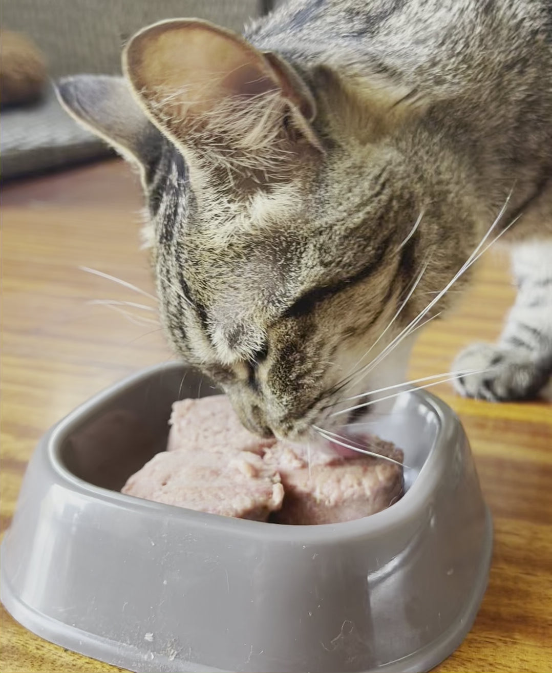 Pack de Prueba Barker Cat - Alimentación Natural